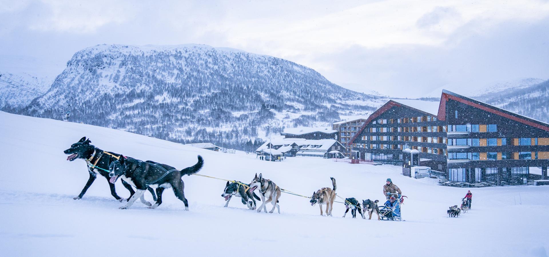 To hundespann med huskyar trekk sledar opp skiløypa frå Myrkdalen Hotel